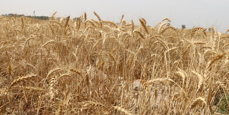  افتخاری دیگر برای تعاون روستایی کهگیلویه و بویراحمد:خرید بیش از 22000 تن گندم تضمینی با رضایتمندی کشاورزان