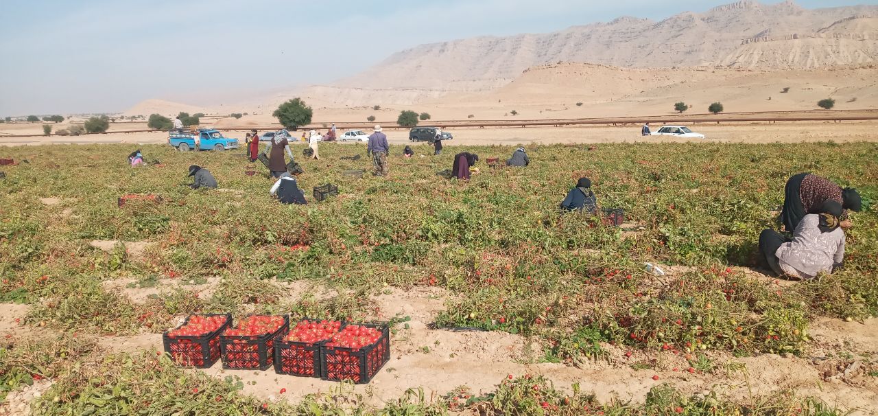 برداشت گوجه فرنگی از مزارع گچساران
