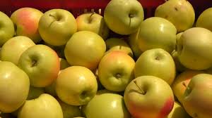 برداشت سیب از باغات شهرستان بویراحمد و دنا