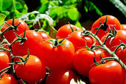 تولید ۵۰ درصد بذر گوجه فرنگی فضای باز در کشور