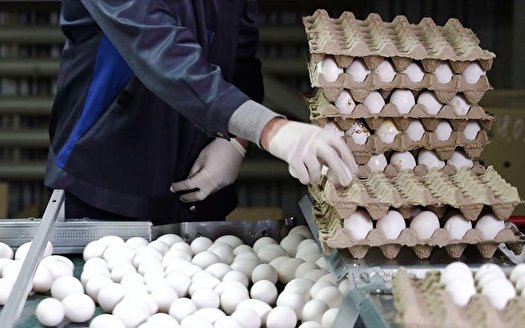 تخم مرغ واحد‌های تولیدی باید با قیمت مصوب عرضه شود
