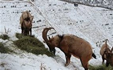 گزارش مکتوب: رویش دوباره ازخاکسترهای خاییز
