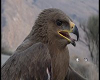رها سازی یک عقاب صحرایی در منطقه خرمنکوه فسا