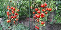 تولید ۱۵ محصول گواهی شده سالم در استان اصفهان نهایی شد.