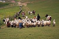 کهگیلویه و بویراحمد؛ ارائه خدمات به عشایر تنها با ارائه کارت تردد دام