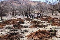واگذاری ۷۰۰ هکتار جنگل تحقیقاتی به دانشگاه یاسوج