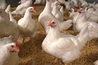 انجام تمهیدات لازم برای تامین مرغ زنده
