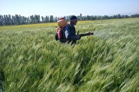 سمپاشی ۳۶ هزار هکتار از مزارع استان