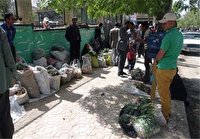 محل فروش گیاهان کوهی در شهر یاسوج جمع آوری شد