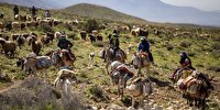 مدیر کل امور عشایر استان فارس: خسارت هزار میلیارد تومانی خشکسالی به عشایر فارس
