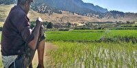کشت برنج در کهگیلویه ممنوع شد 