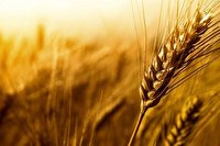 تا نیمه اردیبهشت؛ خرید تضمینی یک میلیون تن گندم