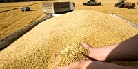 خرید گندم تا دوم خرداد از ۱.۵ میلیون تن فراتر رفت 