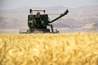 آغاز برداشت جو از مزارع کشاورزی شهرستان کوار 