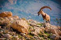 افزایش ۱۰۰ درصدی بودجه محیط زیست 