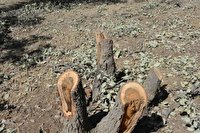 دستگیری عامل قطع درختان بلوط در دنا 