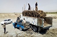کشف ۴۸ تن چوب جنگلی قاچاق و زغال بلوط 