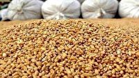 کشف انبار بزرگ گندم احتکار شده در استان کهگیلویه و بویراحمد