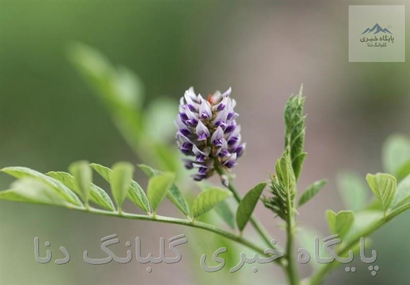 خواص «شیرین بیان» در طب سنتی/ مصرف شیرین بیان برای چه کسانی ممنوع است؟ خواص «شیرین بیان» در طب سنتی/ مصرف شیرین بیان برای چه کسانی ممنوع است؟