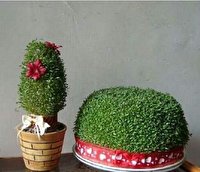 کاشت سبزه عید نوروز و آنچه که باید بدانید کاشت سبزه عید نوروز و آنچه که باید بدانید
