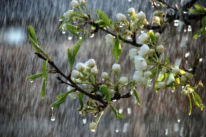 بارش باران بهاری در کهگیلویه و بویراحمد
