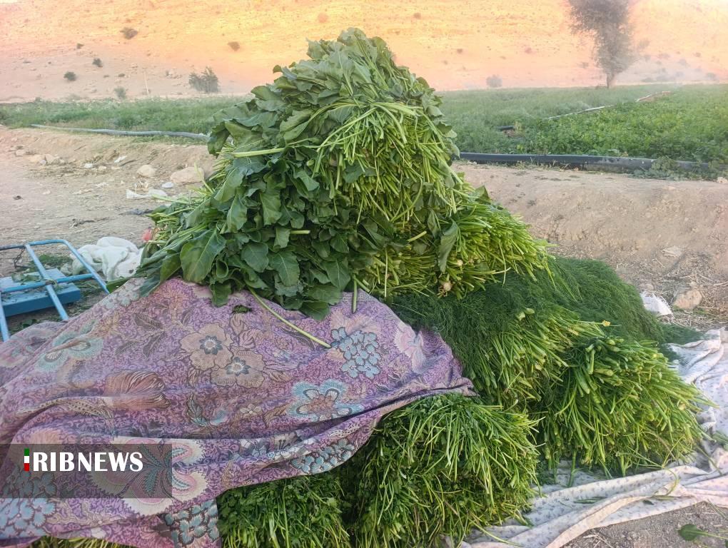 رونق کشاورزی در چرام؛ برداشت ۱۵۰۰ تنی سبزی خورشتی از مزارع بلدان آغاز شد