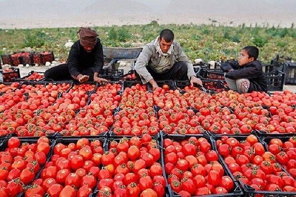 برداشت ۲۴ هزار تن گوجه فرنگی پاییزه در گچساران برداشت ۲۴ هزار تن گوجه فرنگی پاییزه در گچساران