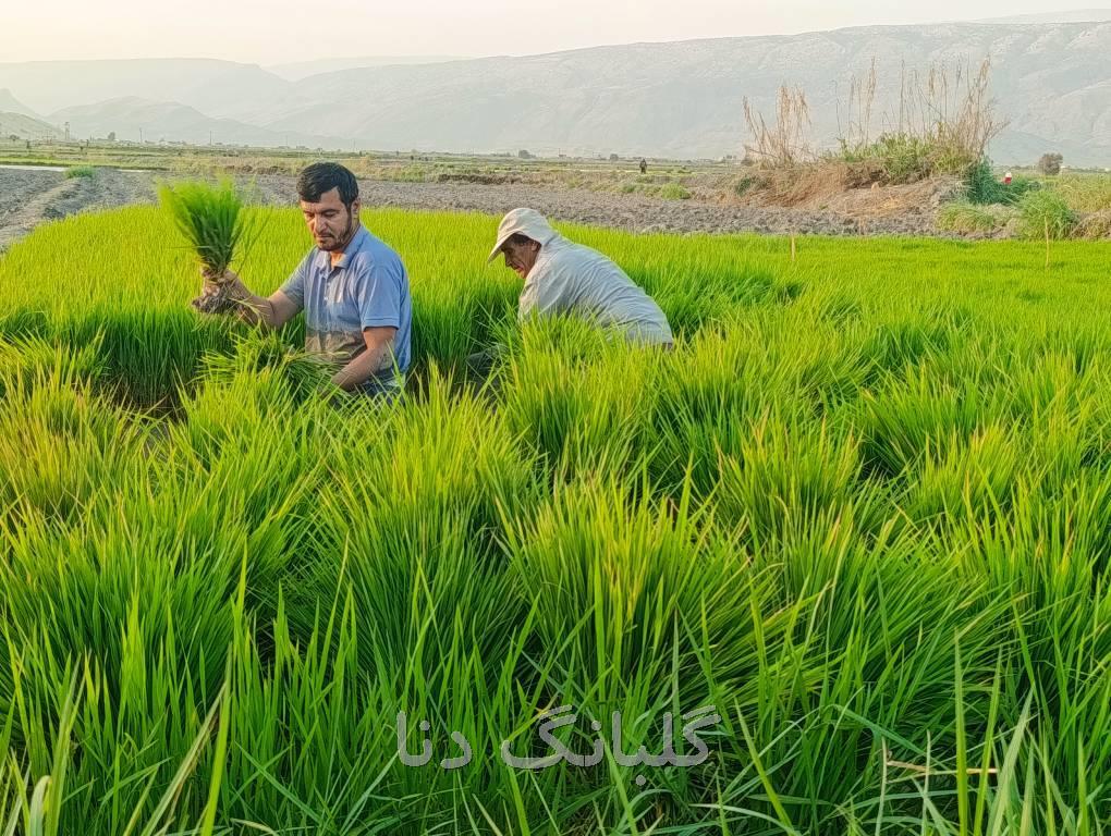 آغاز نشاء برنج تابستانه در چرام