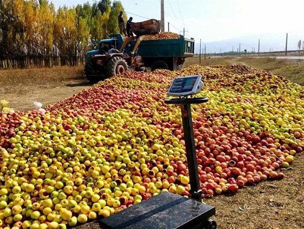 خرید تضمینی سیب صنعتی از باغداران دنا 