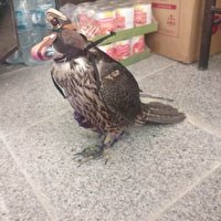 دستگیری متخلف زنده گیری و انتقال پرنده شکاری در جاده یاسوج