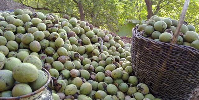 پیش بینی کارشناسان جهاد کشاورزی از برداشت ۱۵ هزارتن گردو از باغ‌های کهگیلویه و بویراحمد