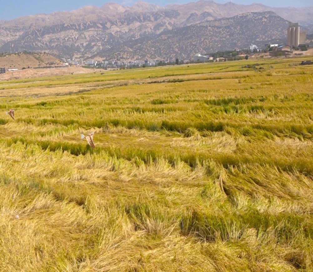 برداشت شلتوک از شالیزارهای کهگیلویه و بویراحمد