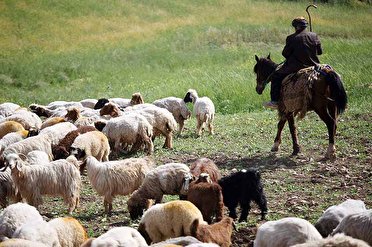 اجباری شدن بیمه دام عشایر در کهگیلویه و بویراحمد