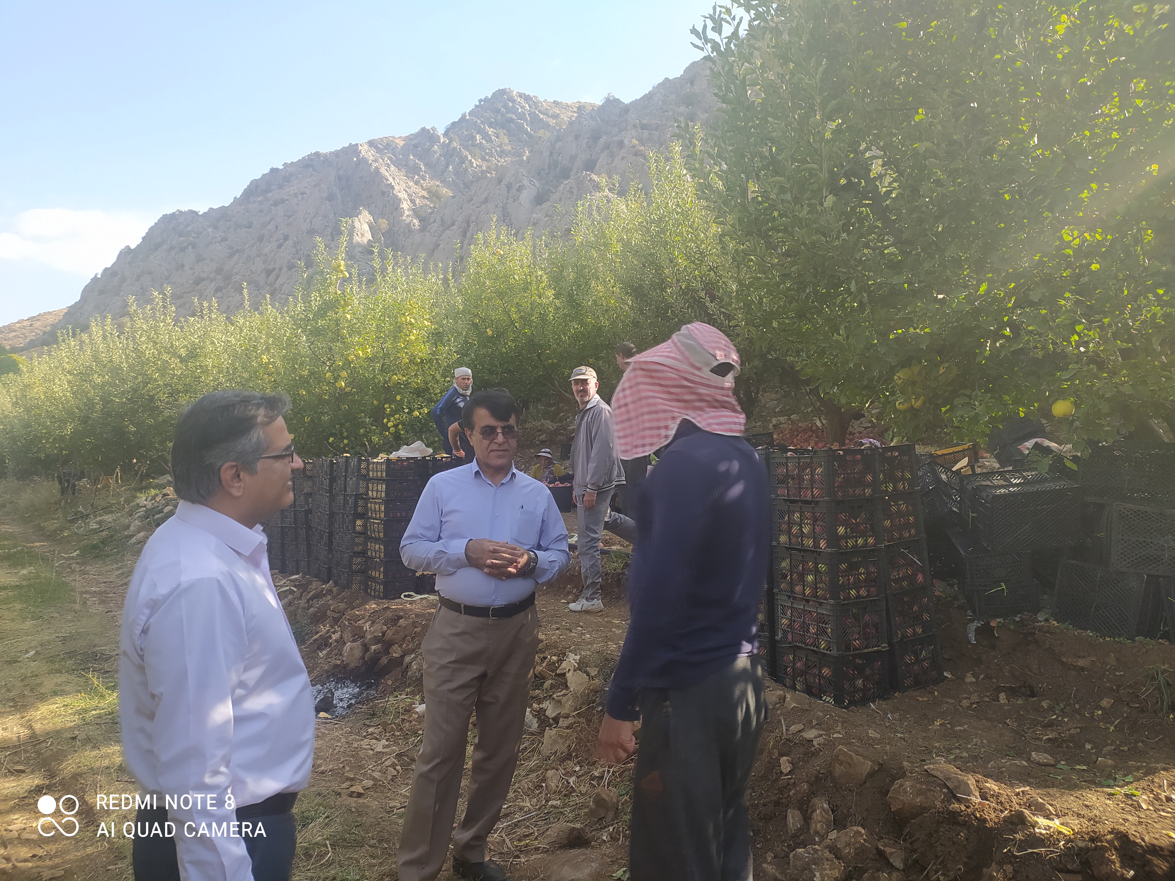  بازدید مدیر تعاون روستایی استان از باغات سیب 