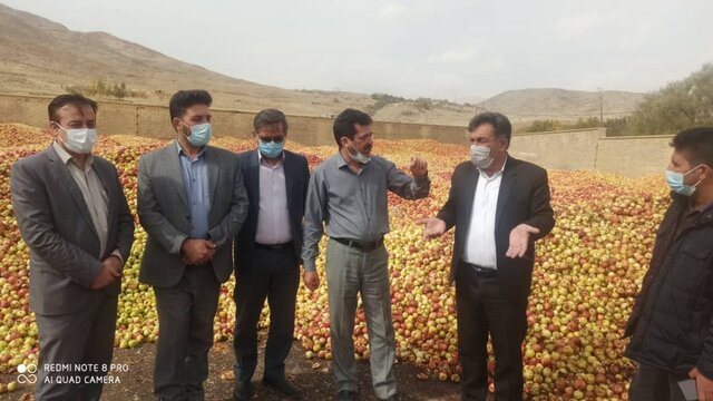 پرداخت مطالبات باغداران سیب در کهگیلویه و بویراحمد پرداخت مطالبات باغداران سیب در کهگیلویه و بویراحمد