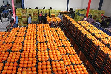 مدیر کل تعاون روستایی استان؛ تامین میوه شب عید در دستور کار تعاون روستایی