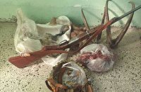 با تلاش ماموران حفاظت محیط زیست؛ کشف لاشه ۲ راس کل وحشی در لنده